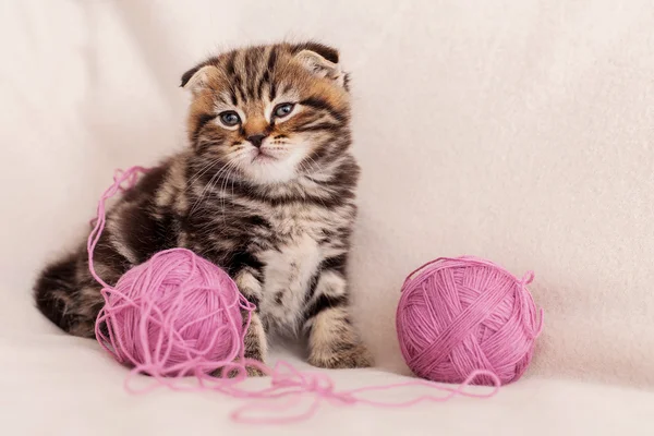 Scottish fold kitten — Stock Photo, Image