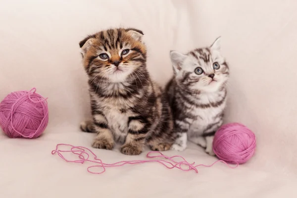 Två nyfikna scottish fold kattungar — Stockfoto