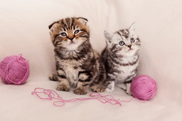 Deux chatons écossais curieux — Photo