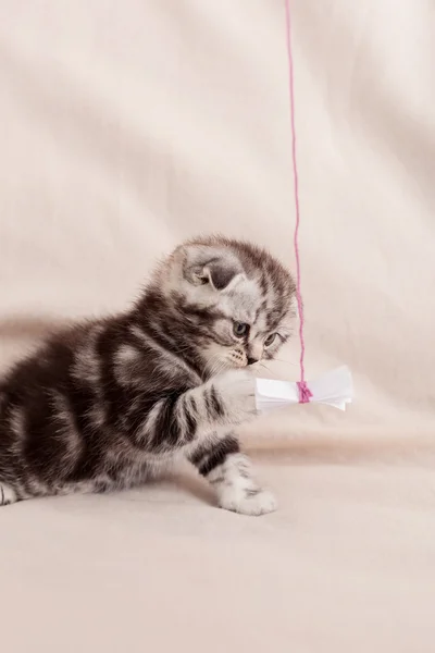 Curioso poco escocés pliegue gatito — Foto de Stock