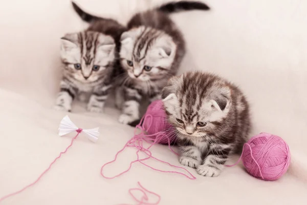 Scottish fold kittens — Stock Photo, Image