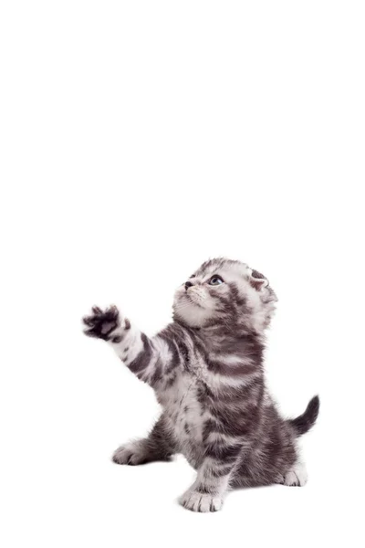 Playful Scottish fold kitten — Stock Photo, Image