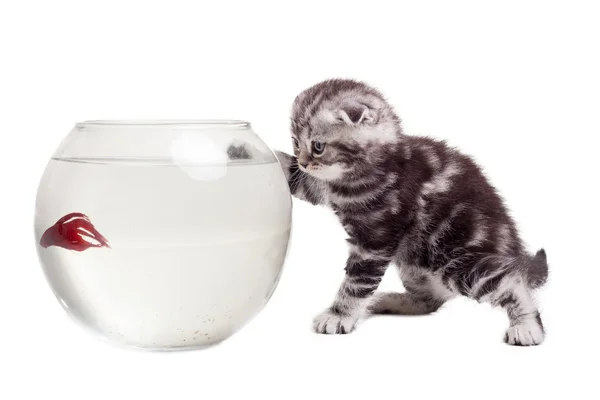 Scottish doblez gatito viendo en el goldfish —  Fotos de Stock