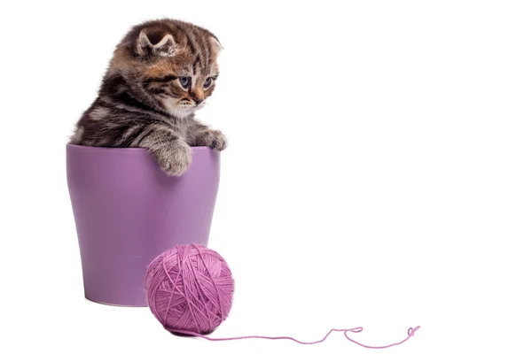 Escocês dobrar gatinho sentado dentro do vaso de flores — Fotografia de Stock