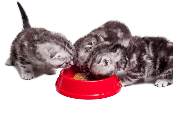 Tres gatitos comiendo comida de gato de un tazón — Foto de Stock