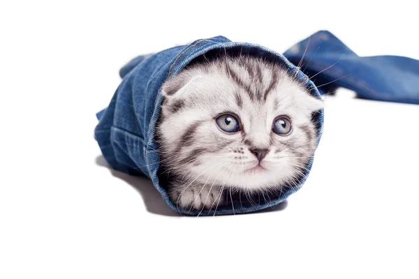 Playful Scottish fold kitten — Stock Photo, Image