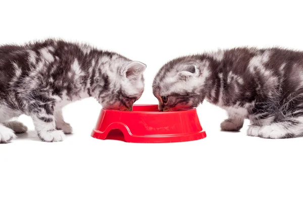 Zwei kleine Kätzchen fressen Katzenfutter aus einer Schüssel — Stockfoto