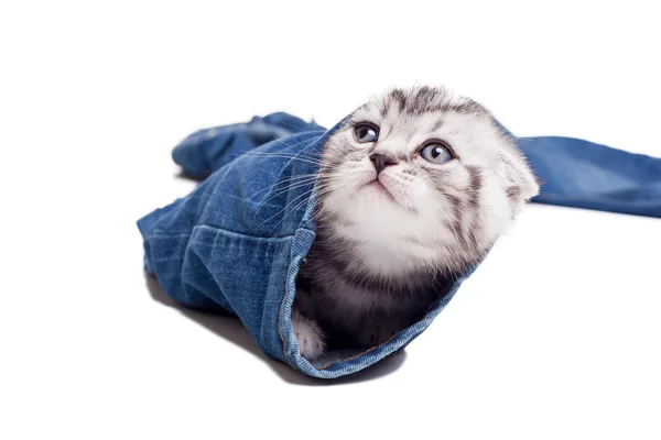 Schotse vouw kitten — Stockfoto