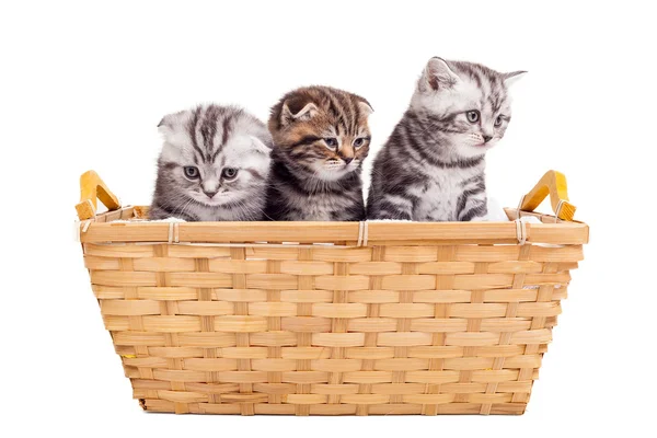Tre söta scottish fold kattungarna sitter på korgen — Stockfoto