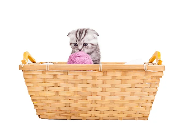 Cute Scottish fold kitten sitting at the basket — Stock Photo, Image