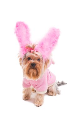 Tavşan kostüm Yorkshire korkunç