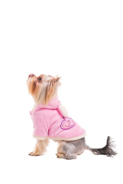 Yorkshire terrier in pink clothes — Stock Photo, Image