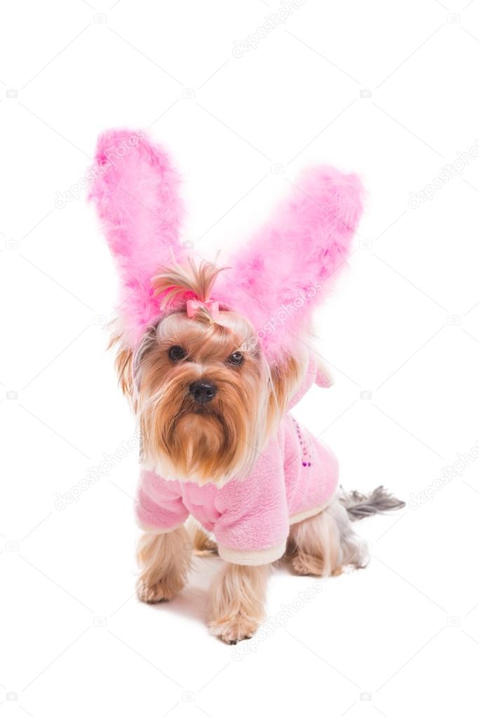 Yorkshire terrier in rabbit costume