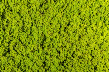 Yeşil renkli bitkiler arka planı