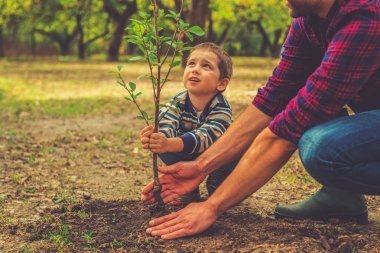 boy helping father to plant the tree