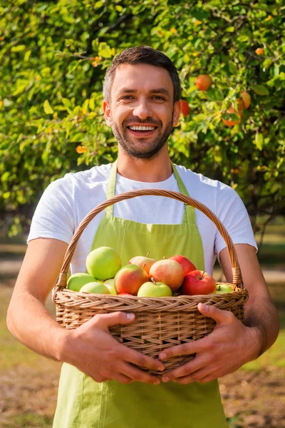 Jardinero cesta con manzanas —  Fotos de Stock