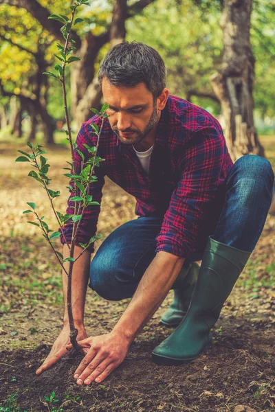 Jovem plantando árvore no jardim — Fotografia de Stock