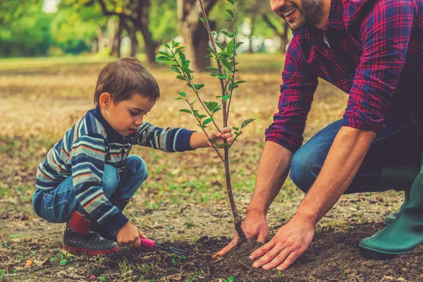 Niño ayudando a su padre a plantar el árbol — Foto de Stock