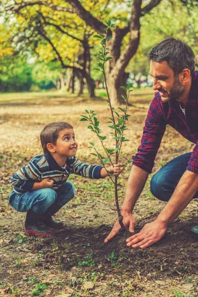 Anak itu membantu ayahnya menanam pohon — Stok Foto