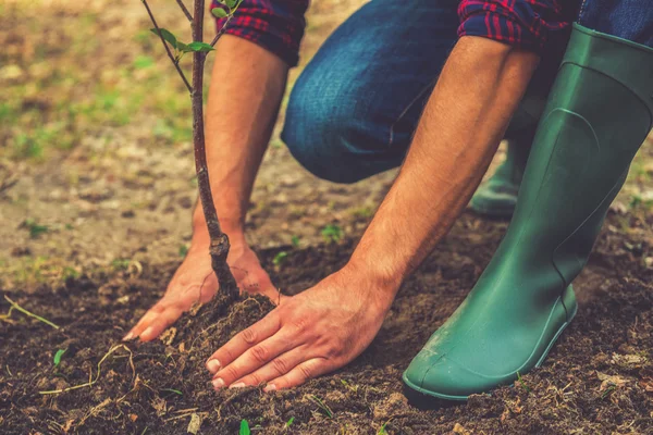 Junger Mann pflanzt Baum im Garten — Stockfoto