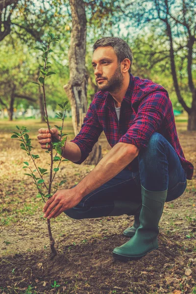 Genç adam ağaç dikimi — Stok fotoğraf