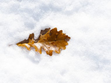 Karlı Meşe yaprağı