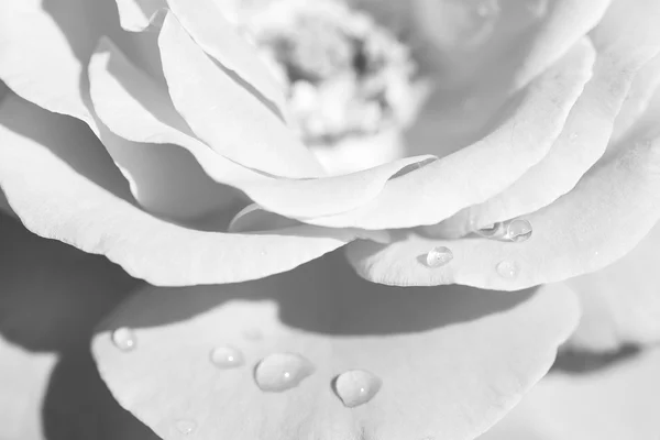 Zwart-witte roos — Stockfoto