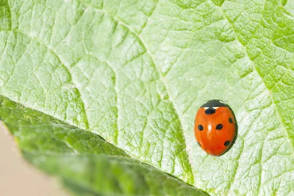 uğur böceği yaprak üzerinde