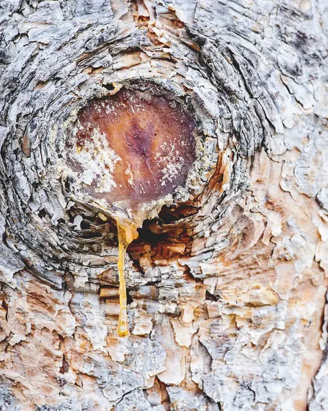 ağaç özsuyu damlayan