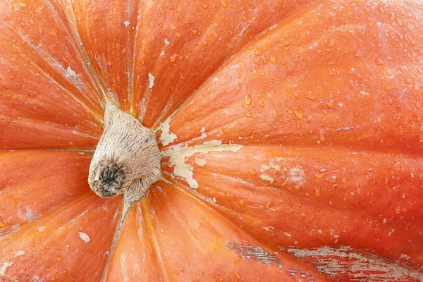 Büyük kabak arka plan