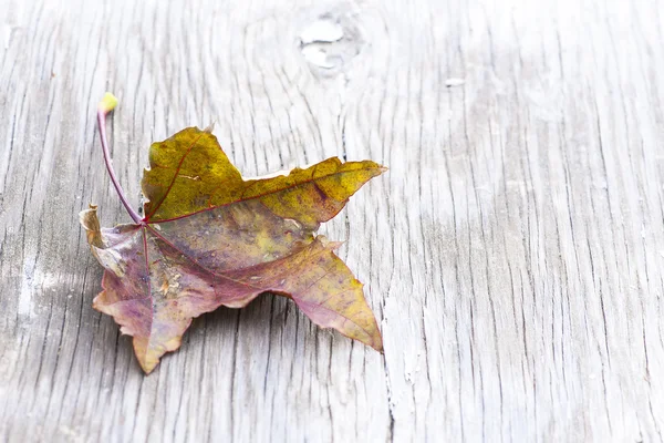 kurutulmuş sonbahar yaprak