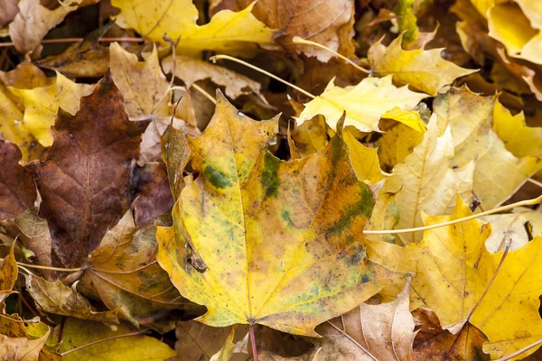 sonbahar yaprakları arka plan