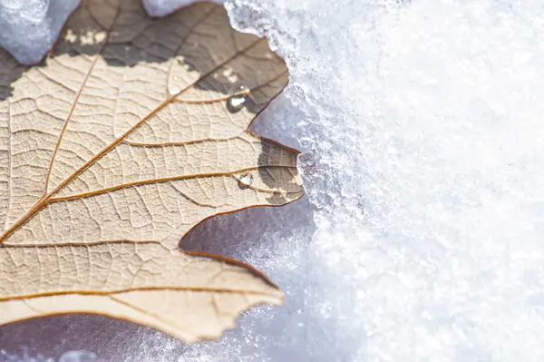 Karlı Meşe yaprağı