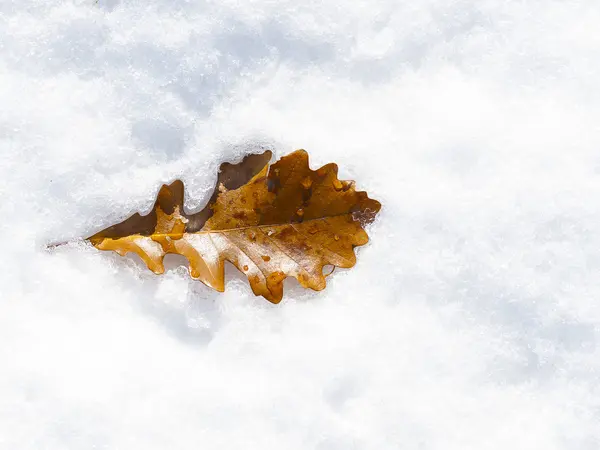 Karlı Meşe yaprağı