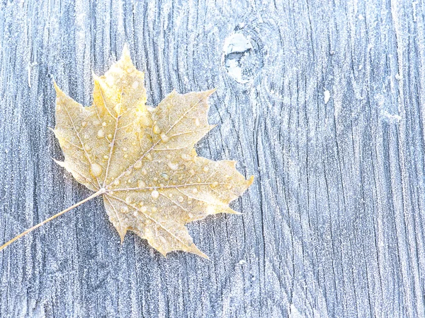 Kış yaprak arka plan