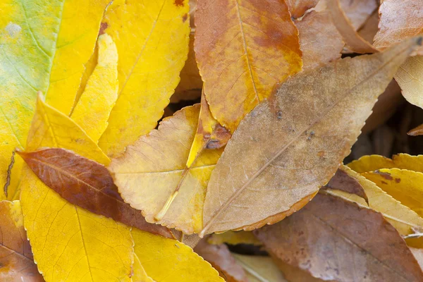 sonbahar yaprakları arka plan