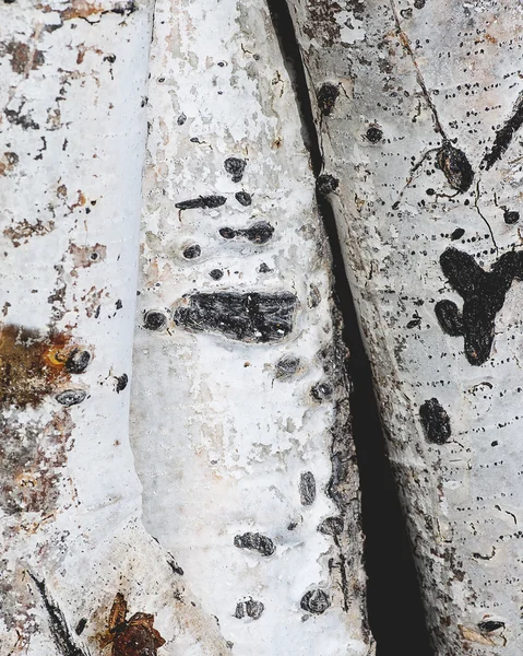 kavak ağacı kamyon