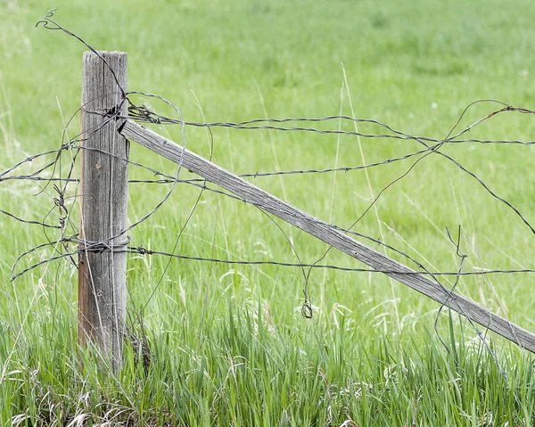 Karışık dikenli tel çit — Stok fotoğraf