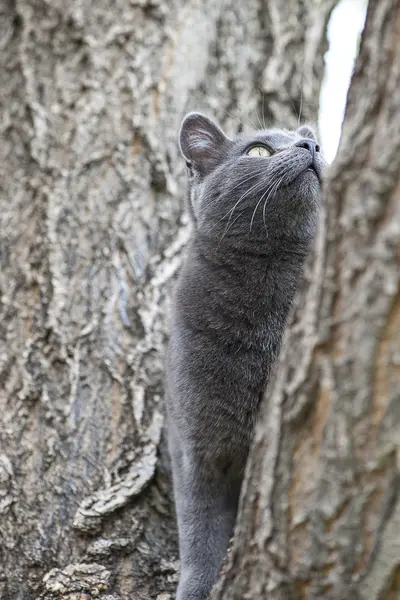 kedi tırmanacak ağaç