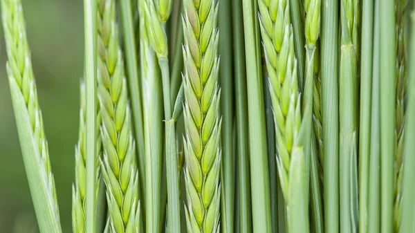 Green Hay Grass — Stock Photo, Image