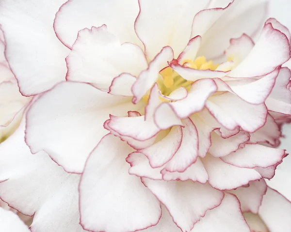 Fırfır yakalı çiçek