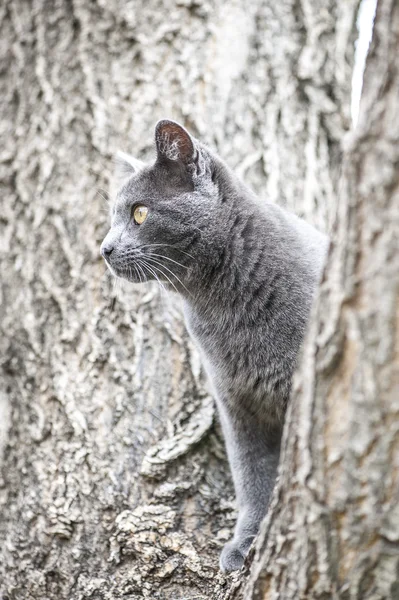 kedi tırmanacak ağaç
