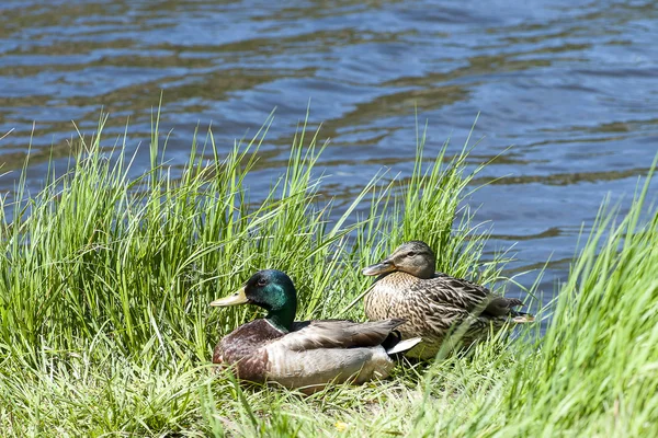 Enten — Stockfoto