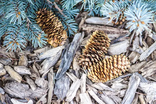 Pine Cones — Stock Photo, Image