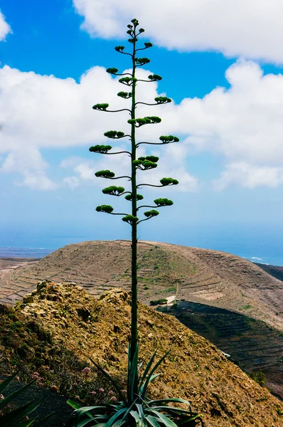 Sopečný ostrov Lanzarote — Stock fotografie