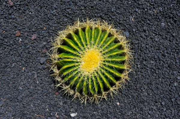 Kaktus v Lanzarote — Stock fotografie