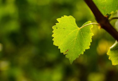 Üzerinde güneşli ışınlar olan bir asma yaprağının yakınına. 