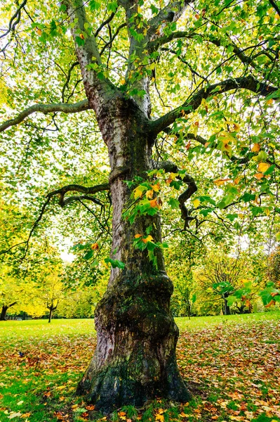 Herbstfarben Park — Stockfoto