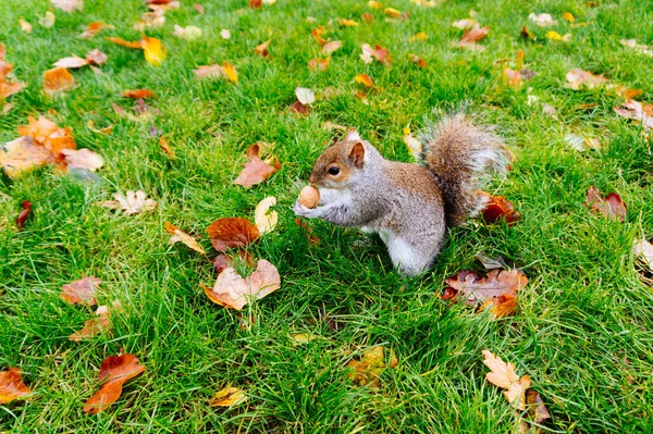 Brown Squirrel Park Holding Tasting Nut Stock Photo