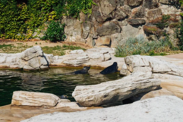 Пруд Тюленями Франкфуртском Зоопарке Германия — стоковое фото